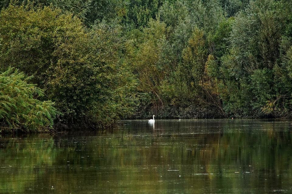 Mirroring water river