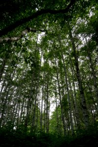 alder grove forest ozette d archuleta 2015