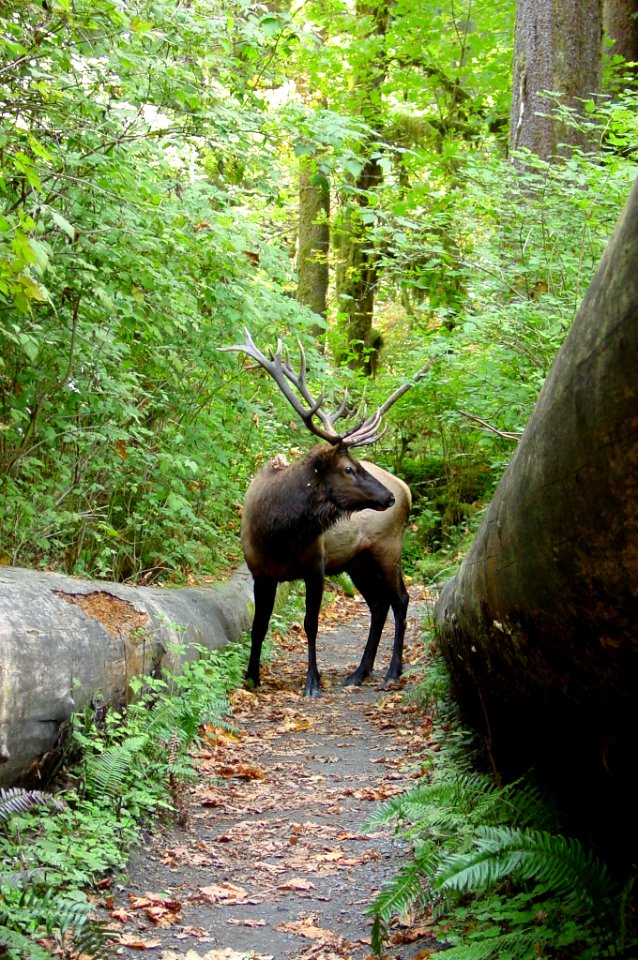 Animals Mammals male bull Elk Hoh NPS PhotoPreston Various Dates (85)