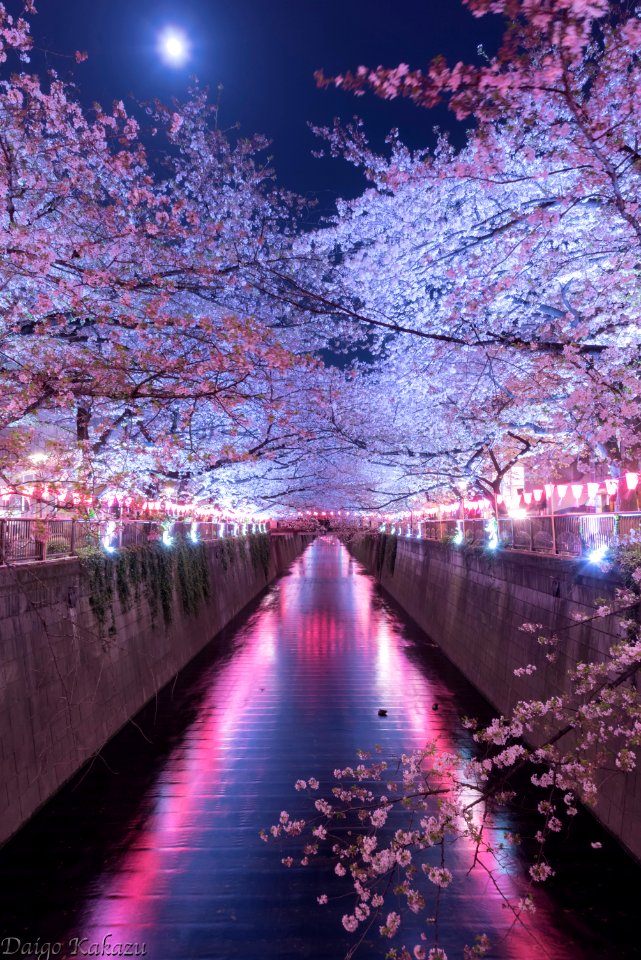 Full  blooming under the full moon