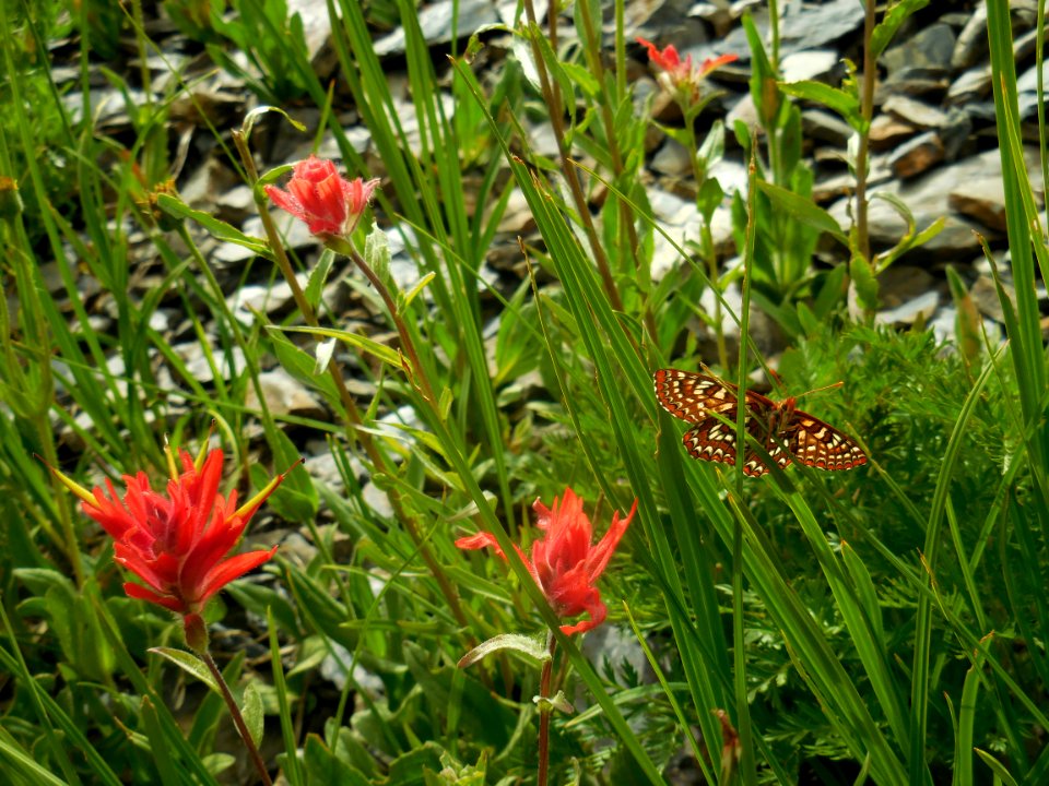 indian paintbrush flower wildflowers red painted lady butterfly hurricane ridge c bubar july 2014