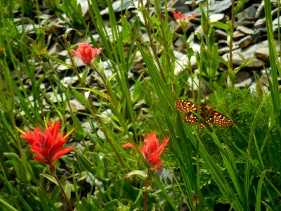 indian paintbrush flower wildflowers red painted lady butterfly hurricane ridge c bubar july 2014