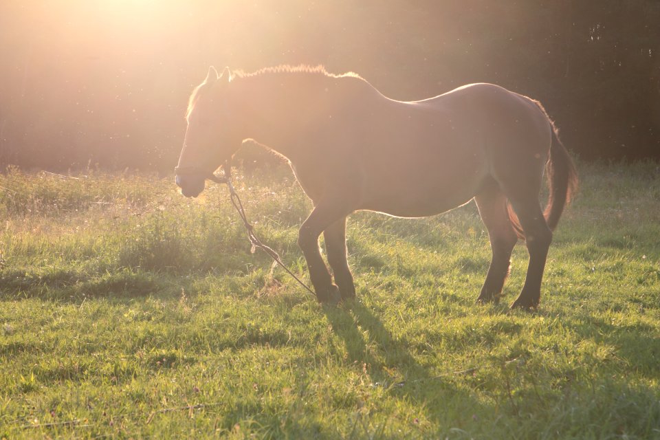 Horse