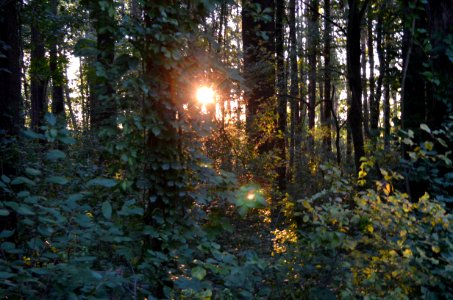 Magic Forest