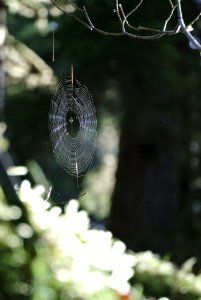 spiders web hanging quinault rainforest c bubar march 05 2015 photo