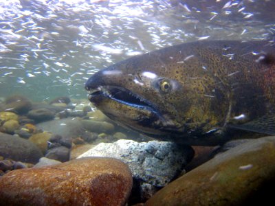 king salmon 3