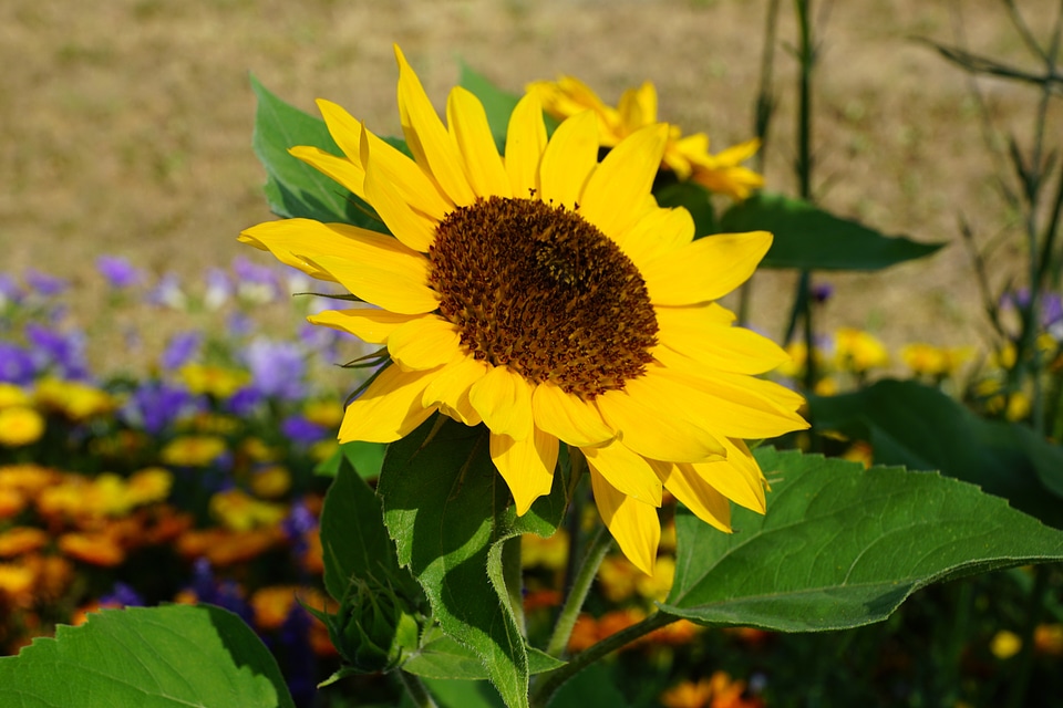 Summer plant spring