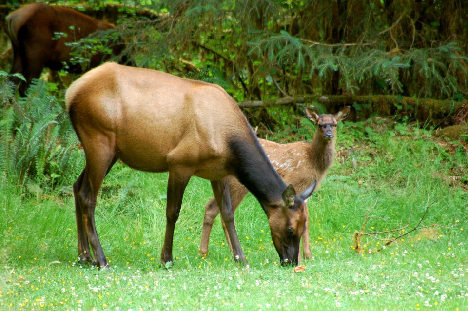 wildlife elk female fawn Hoh NPS photo j Preston