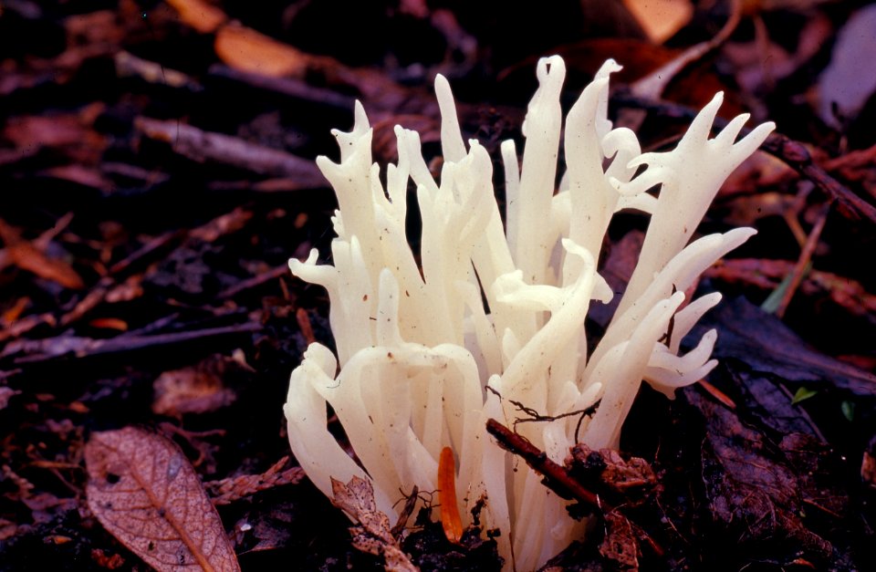 mushroom white coral NPS Photo