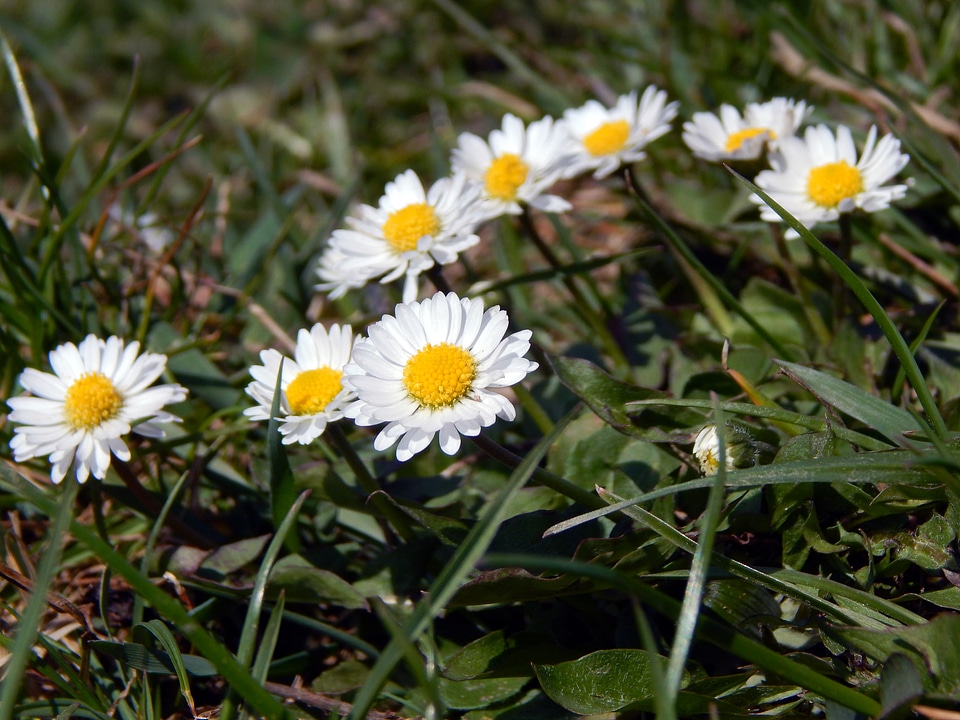 Flowers spring colors