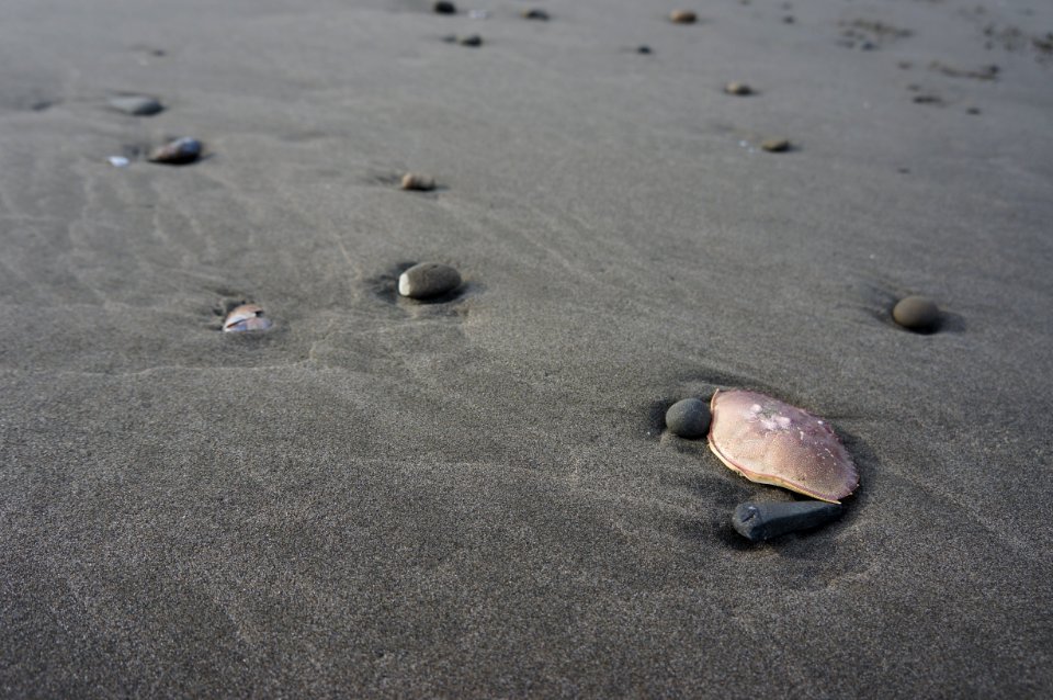 crab molts kalaloch beach coast r mckenna march 2015