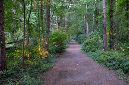 Magic Forest