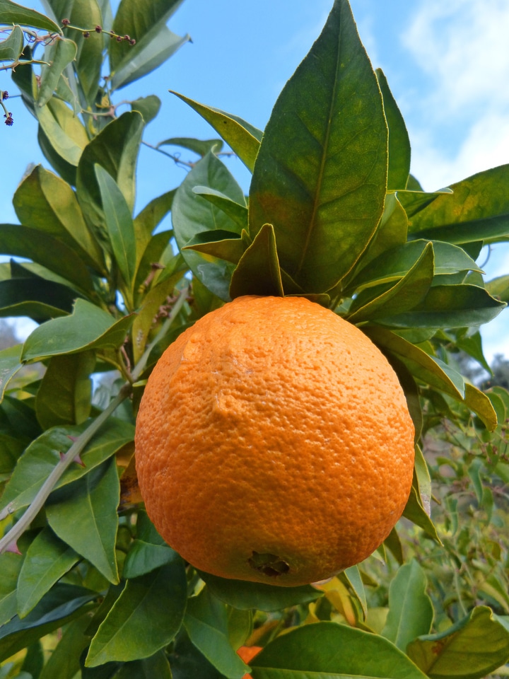 Orange naranjo tree
