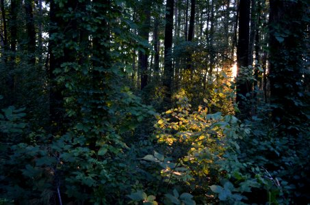 Magic Forest
