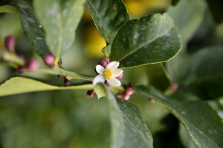 花の島構想・岩城地区の花「レモン」 photo