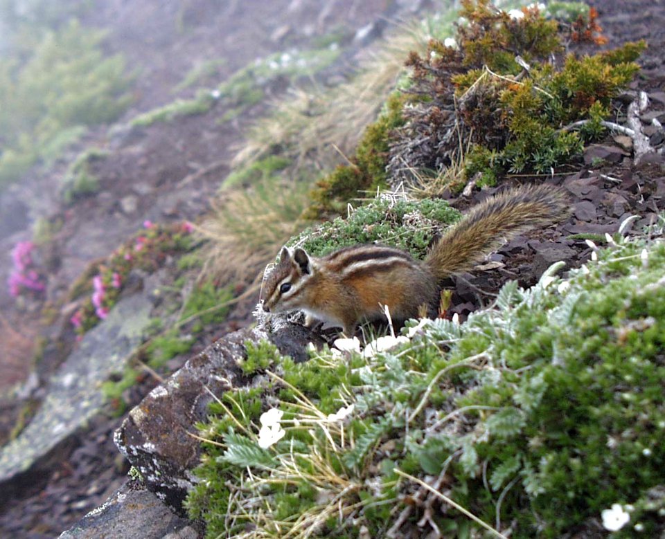 animals mammal chipmunk wildlife NPS Photo
