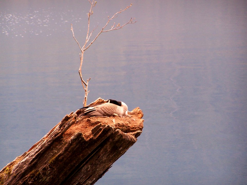 bird canada nest log