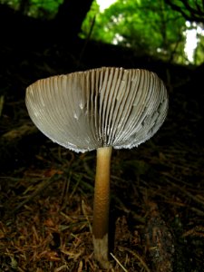 mushroom upturned forest floor NPS Photo