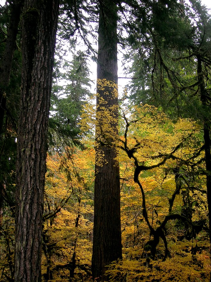 fall rainforest moss foliage forest BBaccus NPS photo
