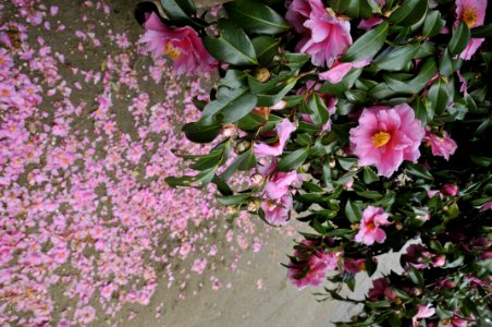 花の島構想・魚島地区の花「山椿」 photo