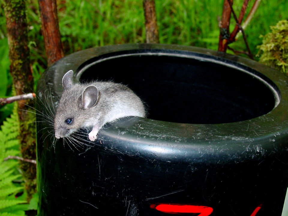 animal mammal Mouse ARFC NPS Photo