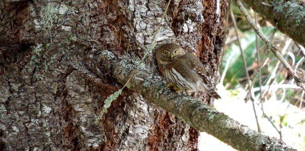 Bird barred owl tree WIC NPS Photo photo
