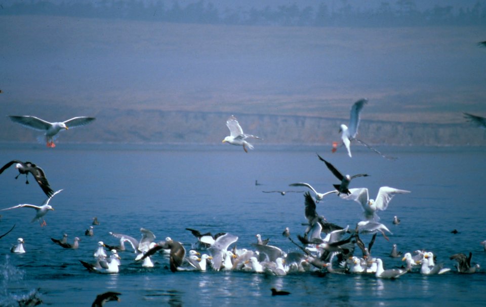 Birds gulls auklets feeding NPS Photo