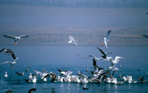 Birds gulls auklets feeding NPS Photo photo