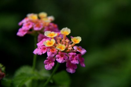 花の島構想・生名地区の花「ランタナ」