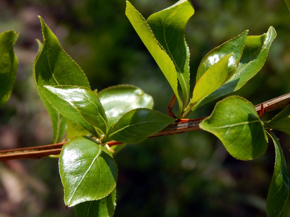 Green brown spring