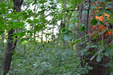 Magic Forest