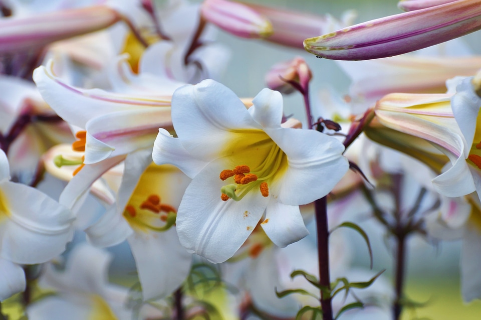 Pollen stamen flower