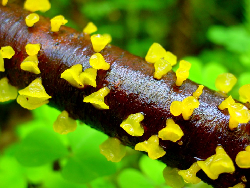 Jelly Fungus forest NPS Photo