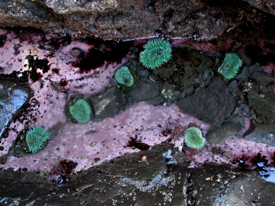 green anemones sponges tidepools rialto NPS Photo 2