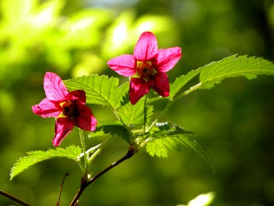 flower plant salmonberry pink backlit NPS Photo