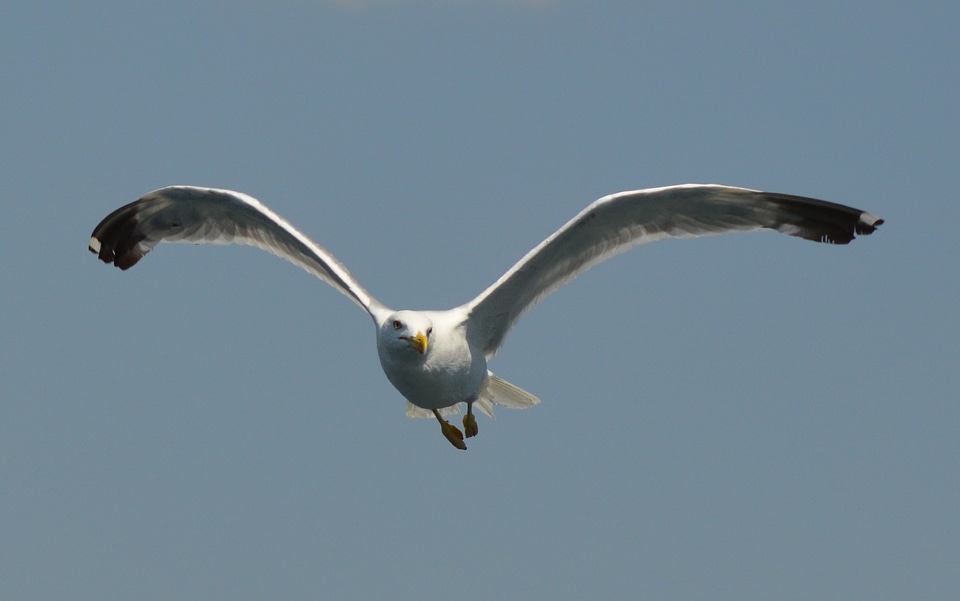 Bird flying water bird