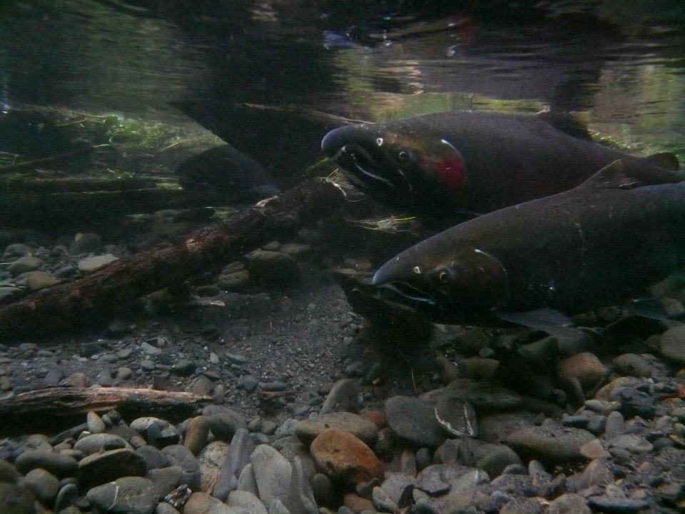 Theme four Reference Photo Coho Salmon Pair Taft Creek Hoh Jon Preston
