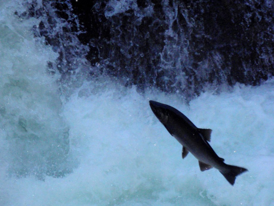 Sol Duc Summer Coho Salmon Cascades 9 10 09