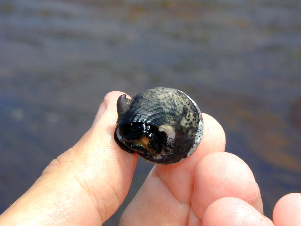 Crepidula adunca snail hand NPS Photo