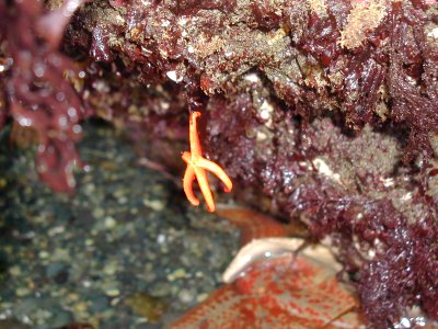 Henricia leviuscula seastar starfish tidepool NPS Photo