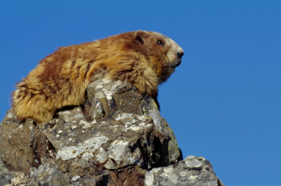 Marmot rock profile NPS Photo
