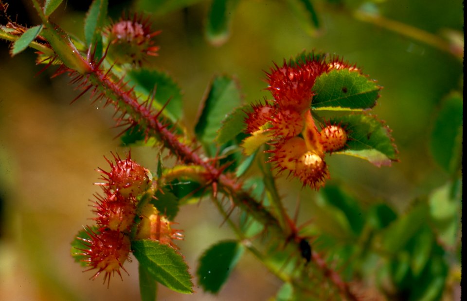 flower rose gall wildflowers NPS Photo