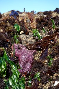 ochre sea star purple green Seaweed tide pool rialto d archuleta 2015