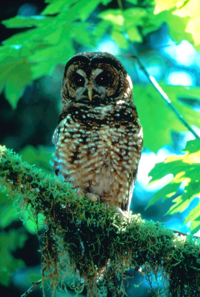 spotted owl forest bird NPS Photo