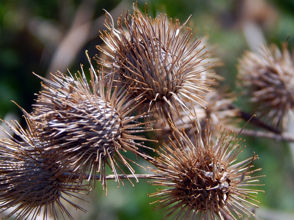 Spring thistles brown