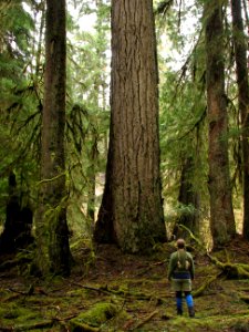 douglasfir people forest braidgirl NPS Photo