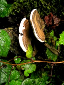 Polypore shelf mushroom tree NPS Photo