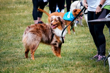IschelleMartin-furry5k-74