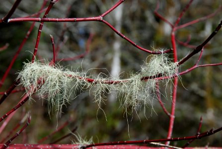 beard mossy spring quinault rainforest c bubar march 05 2015