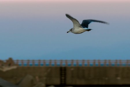 Black-tailed gull photo
